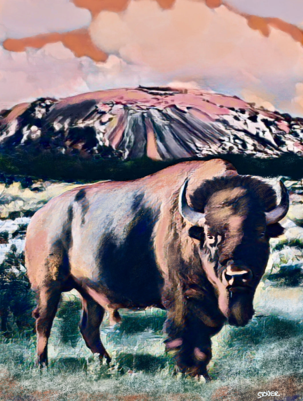 Bison at Enchanted Rock 30” x 40” Canvas Print